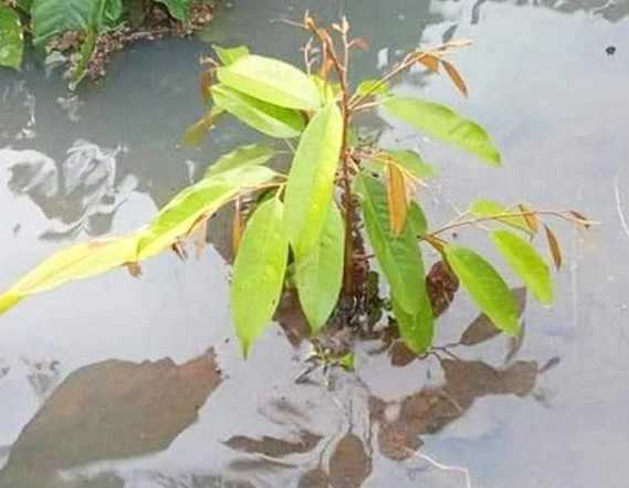 béc tưới giá rẻ tại bình phước